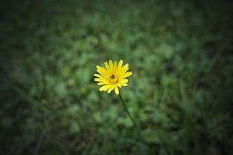 Yellow Wildflower in Green Meadow