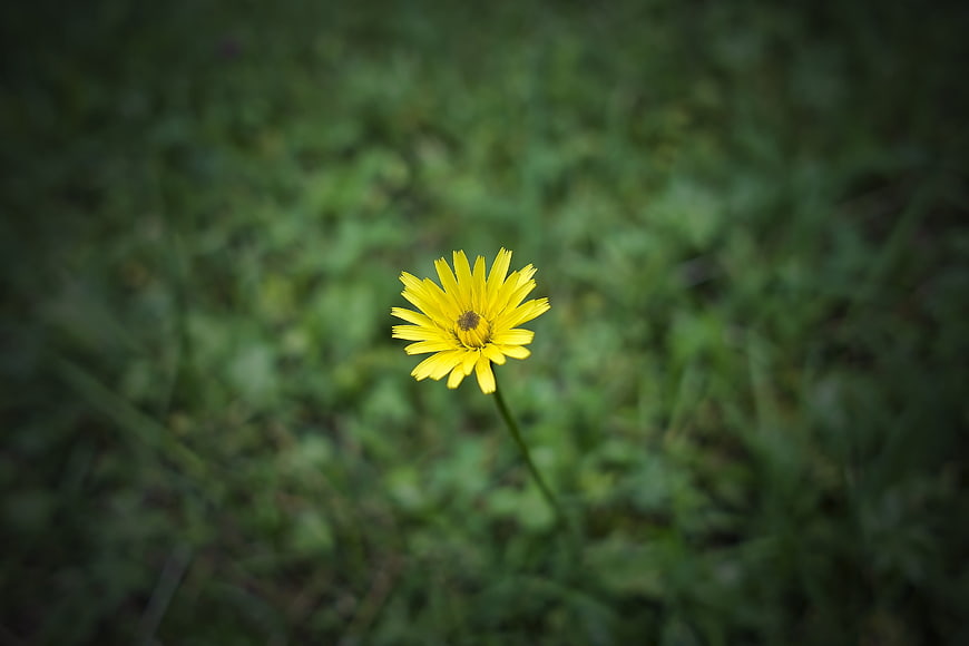 Yellow Wildflower in Green Meadow