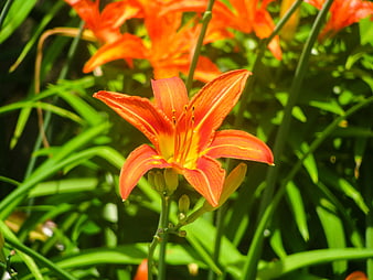 Vibrant Orange Daylily Bloom in Green Garden