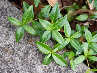 Green Ivy Leaves Growing on Concrete Surface