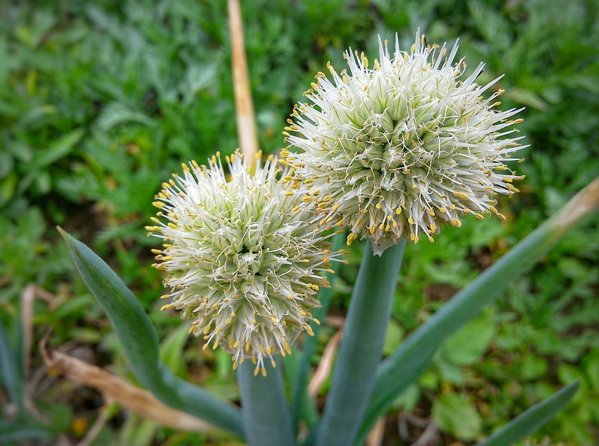 Close-up of blooming onion flowers in a garden