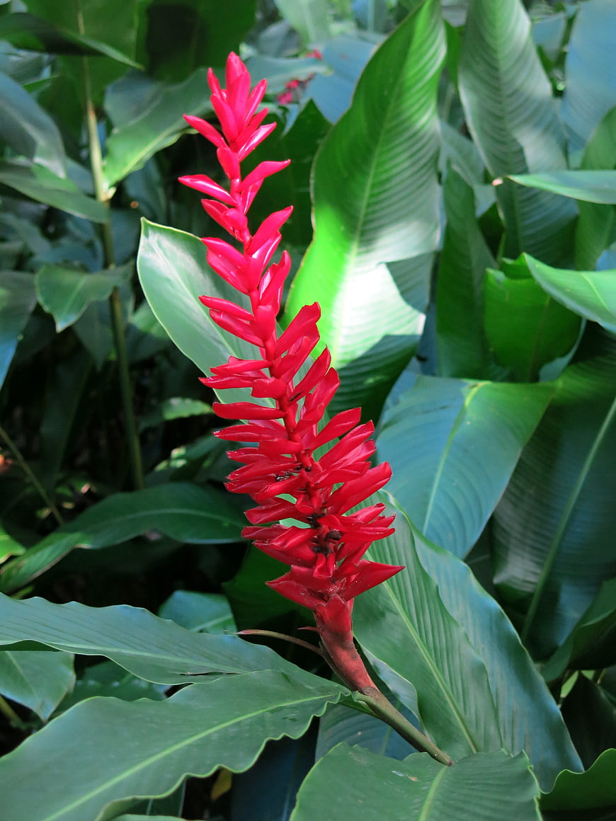 Vibrant Red Heliconia Flower in Tropical Garden