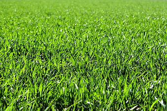 Vibrant Green Grass Field with Shallow Depth of Field