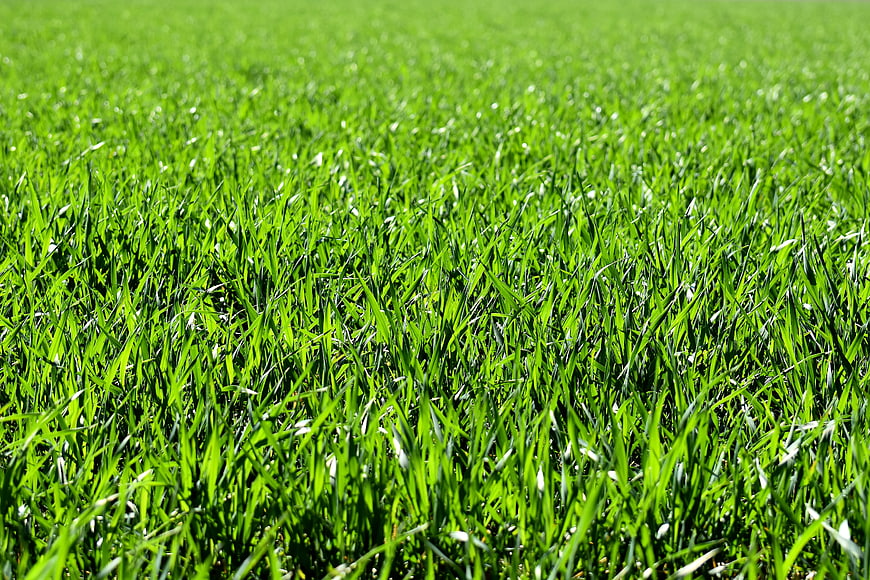 Vibrant Green Grass Field with Shallow Depth of Field