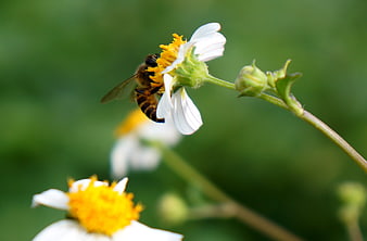 Honeybee Pollinating White Daisy on Green Background