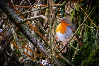 European Robin perched on a mossy branch in a forest