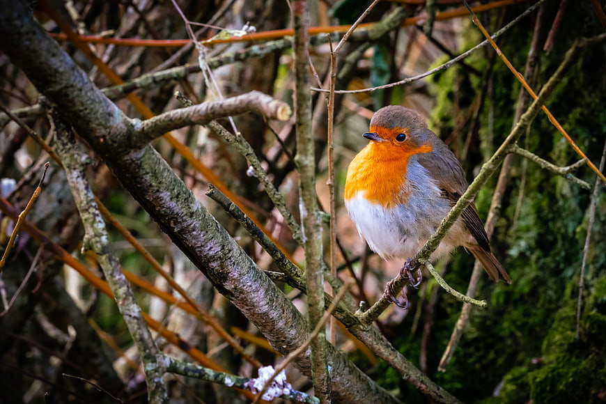 European Robin perched on a mossy branch in a forest