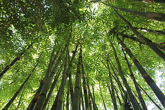 Looking Up At Tall Bamboo Stalks In A Lush Green Forest