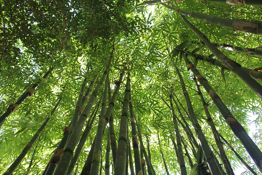 Looking Up At Tall Bamboo Stalks In A Lush Green Forest