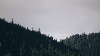 Dark Pine Forest on Mountain Slope Under Overcast Sky