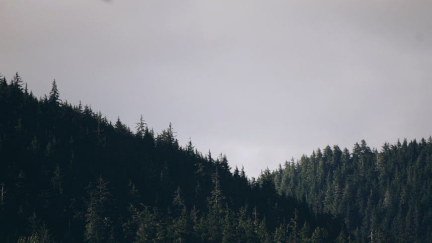 Dark Pine Forest on Mountain Slope Under Overcast Sky
