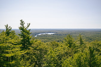 Aerial View of Green Forest and Lake on Sunny Day