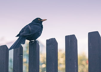 Blackbird perched on a dark wooden fence post against a soft sky