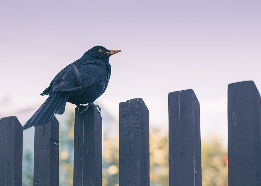 Blackbird perched on a dark wooden fence post against a soft sky