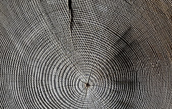 Close-up of tree stump cross-section with annual rings and cracks