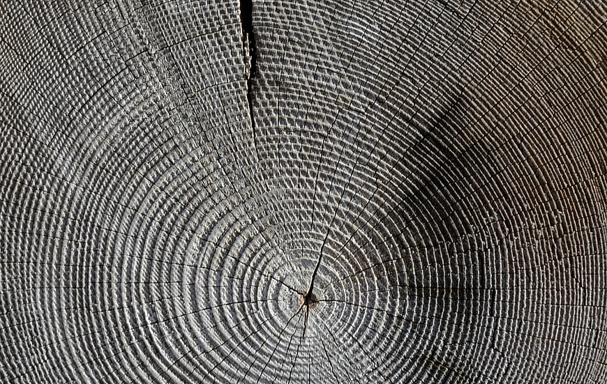 Close-up of tree stump cross-section with annual rings and cracks