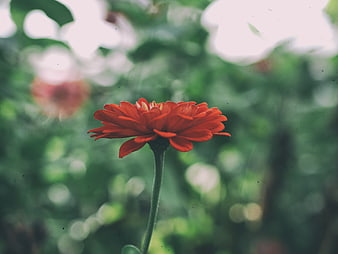 Vibrant Orange Zinnia Flower with Green Bokeh Background