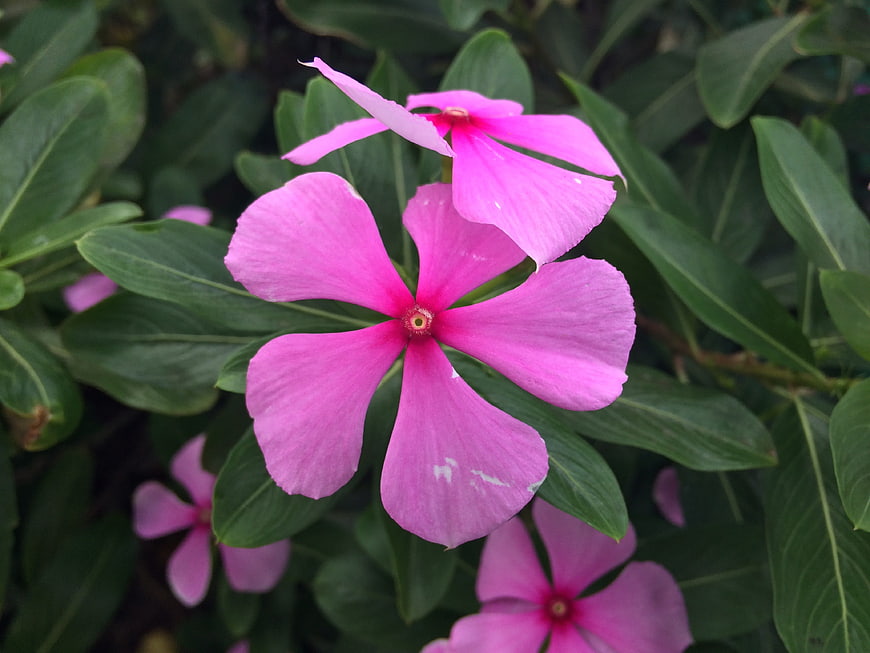 Close-up of vibrant pink periwinkle flowers with green leaves