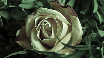 Close-up of a white rose with green foliage background