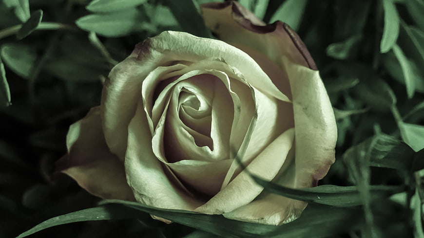 Close-up of a white rose with green foliage background