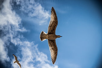 Seagull soaring in blue sky with clouds