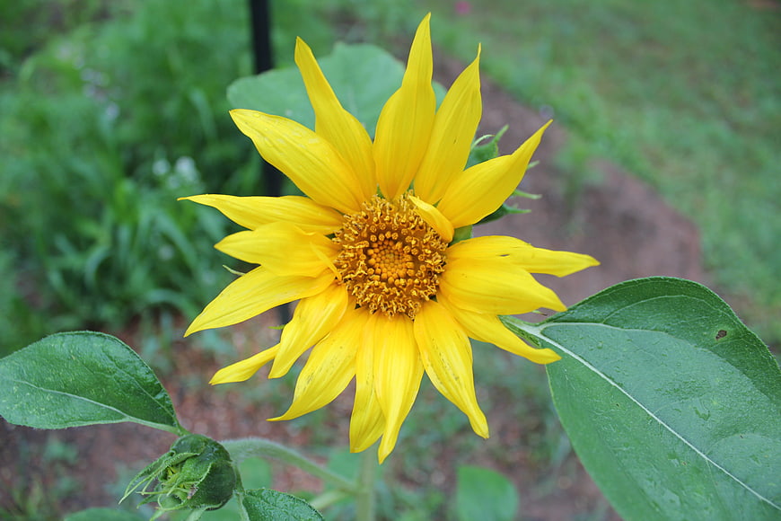 Vibrant yellow sunflower bloom with green leaves in garden