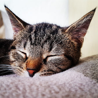 Close-up of a sleeping tabby cat on a soft blanket