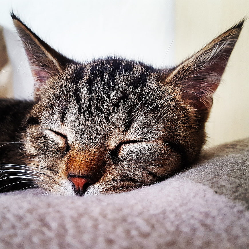 Close-up of a sleeping tabby cat on a soft blanket