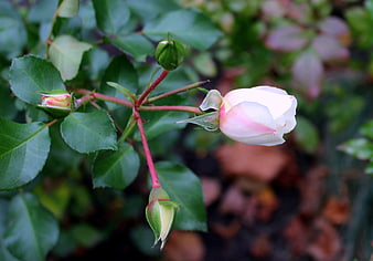 White and Pink Rose Bud Blooming on Green Stem