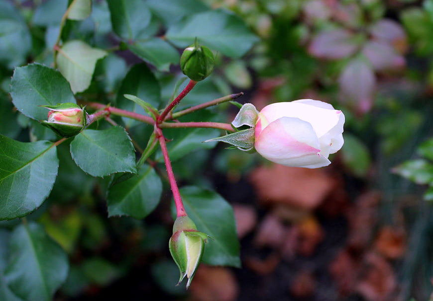 White and Pink Rose Bud Blooming on Green Stem