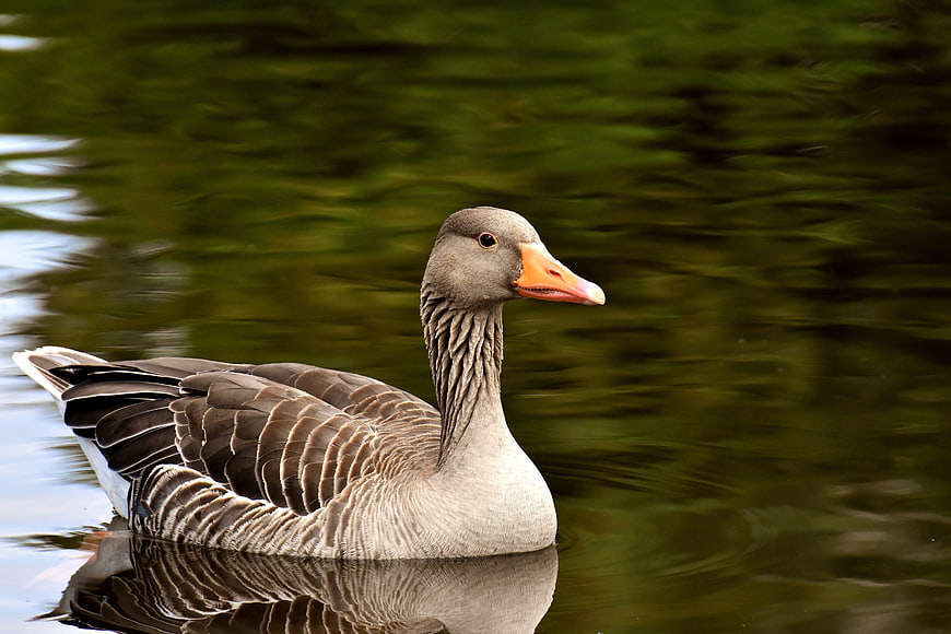 Grey Lag Goose Swimming In Calm Green Water