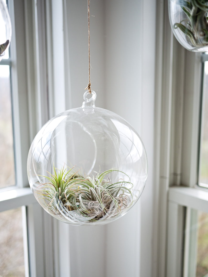 Hanging Glass Terrarium with Air Plants