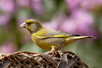 European Greenfinch perched on nest with purple background