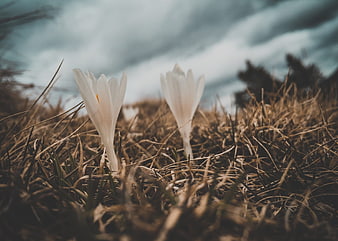 White Crocus Flowers Blooming in Dry Grass
