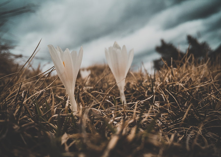 White Crocus Flowers Blooming in Dry Grass