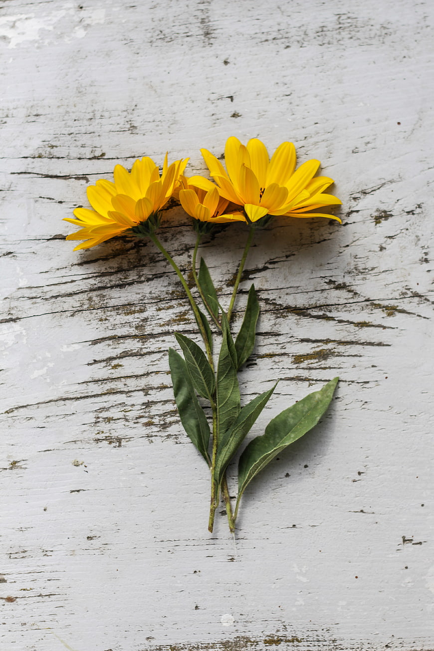 Yellow Wildflowers on Distressed White Wooden Background
