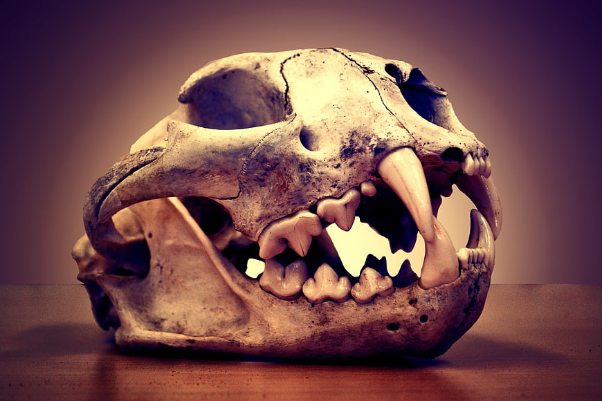 Aged mountain lion skull with sharp teeth on wooden surface