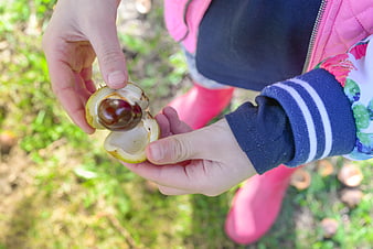Child opening chestnut in autumn forest