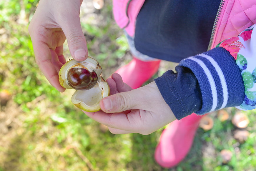 Child opening chestnut in autumn forest