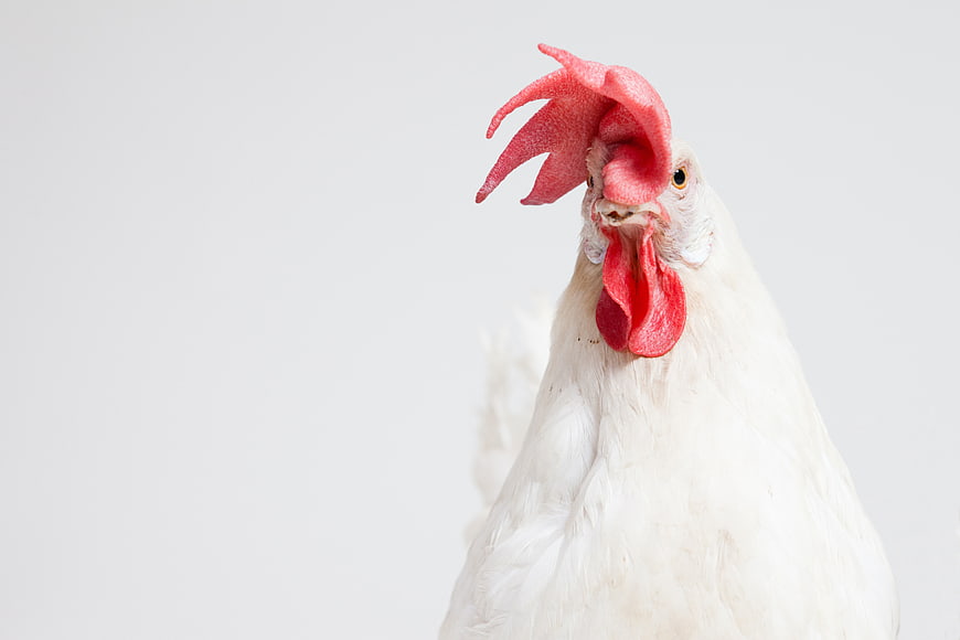 Close-up of a white rooster with red comb on white background