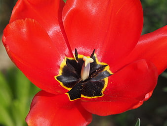 Close-up of vibrant red tulip with black and yellow center