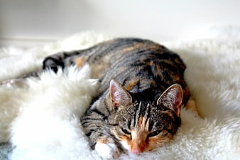 Sleeping Tabby Cat on White Fluffy Blanket