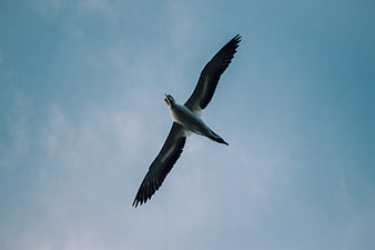 Seabird Soaring Against Blue Sky