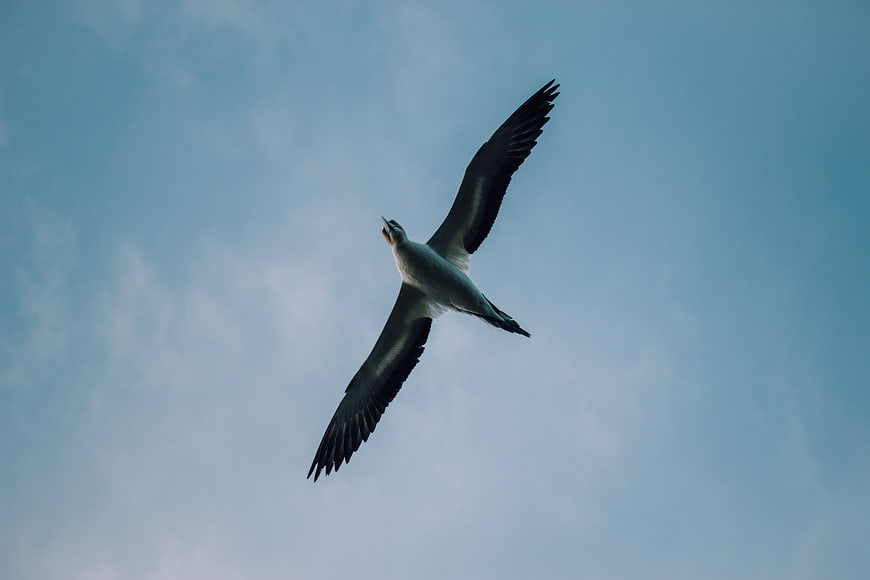 Seabird Soaring Against Blue Sky