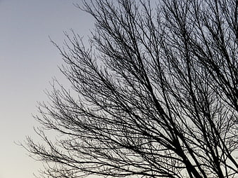 Silhouette of bare tree branches against a pale sky