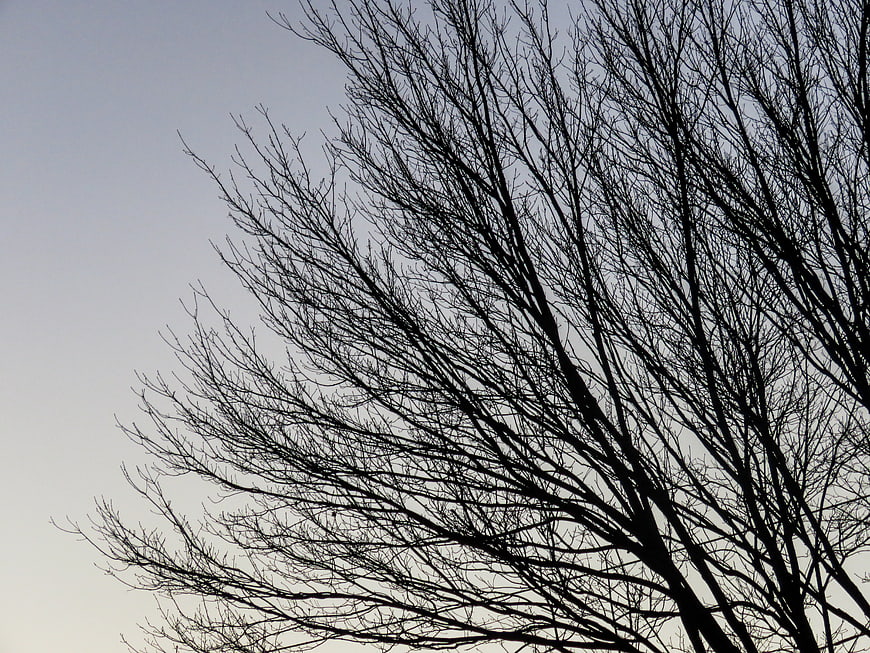 Silhouette of bare tree branches against a pale sky