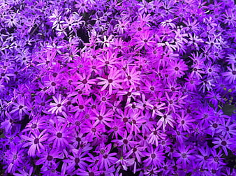 Vibrant purple daisy flowers pattern background
