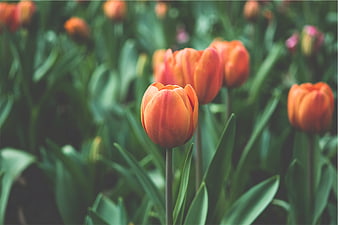 Close-up of vibrant orange tulips in a garden