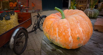 Large orange pumpkin on wooden table with vintage cart