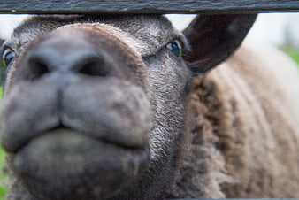 Close-up of curious sheep face peeking through wooden fence